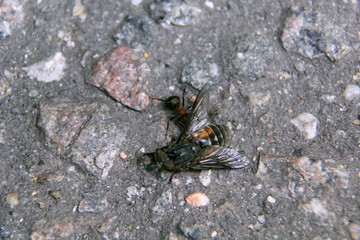 An ant drags a dead fly