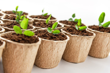 Fiber pots with seedlings of plant on white background. Close up.