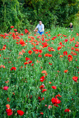 Poppies along the Rodwell Trail Weymouth