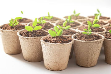 Fiber pots with seedlings of plant on white background. Close up.