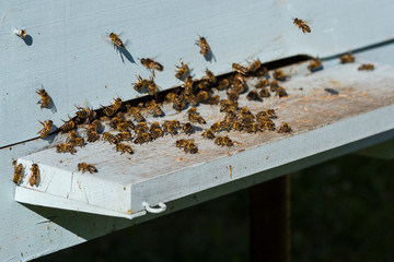 The bees at front hive entrance macro close up. Bee flying to hive. Honey bee entering the hive