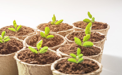 Fiber pots with seedlings of plant on white background. Close up.