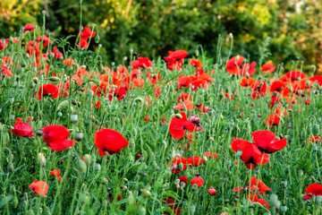 Poppies along the Rodwell Trail Weymouth
