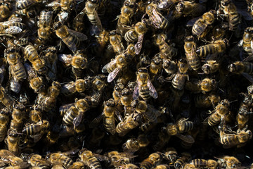 The bees at front hive entrance macro close up. Bee flying to hive. Honey bee entering the hive