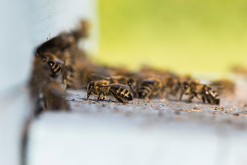 The bees at front hive entrance macro close up. Bee flying to hive. Honey bee entering the hive