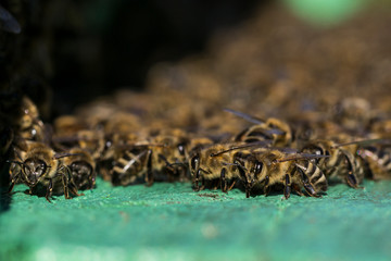 The bees at front hive entrance macro close up. Bee flying to hive. Honey bee entering the hive
