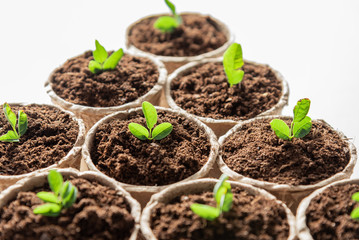 Fiber pots with seedlings of plant on white background. Close up.