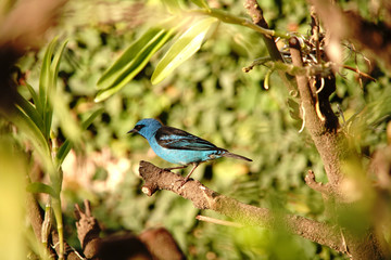 Blue Dacnis Bird on a branch