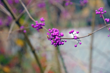 Purple Winter Berry