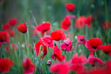 Upwey Poppy Field in early july