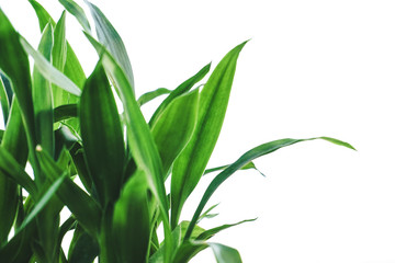 Fresh green leaves on white background