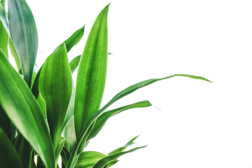 Fresh green leaves on white background