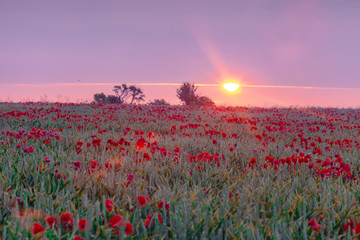 Upwey Poppy Field in early july