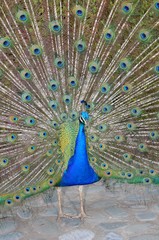 Obraz premium pavo real