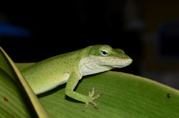 lagarto