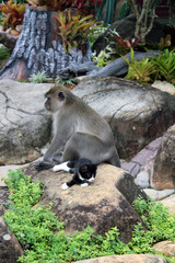 Naklejka na ściany i meble Monkey nurturing Kitten in Rainforest Ko Phi Phi Thailand
