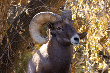 Bighorn Sheep in Waterton Canyon by the South Platte River