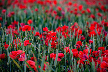 Upwey Poppy Field in early july