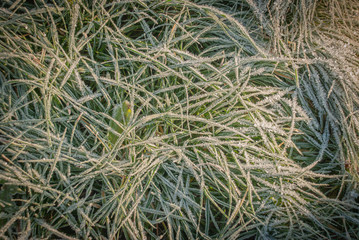 snow on green grass and yellow leaves, first snow