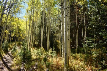 Fototapeta premium Hiking through the yellow Aspens of the Colorado Rockies