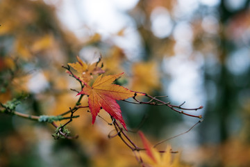 Caught Yellow and Red