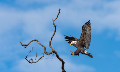 An American Bald Eagle prepares to land in a tree with talons extended.