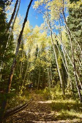Hiking through the yellow Aspens of the Colorado Rockies