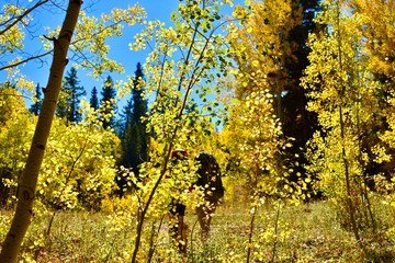 Hiking through the yellow Aspens of the Colorado Rockies