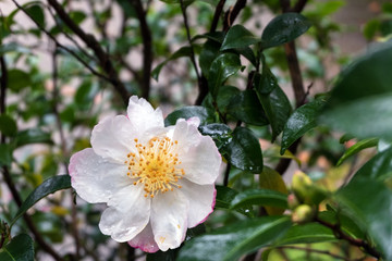Obraz premium Wet Camellia