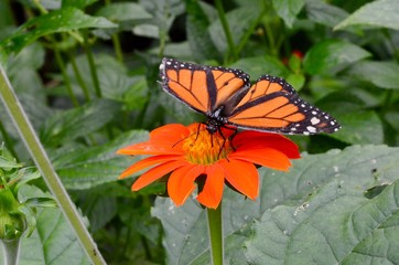mariposa y flor