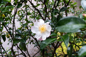 White Camellia