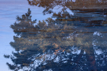 Pine tree under water as abstract background. Multiple exposure
