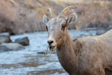 Bighorn Sheep in Waterton Canyon by the South Platte River