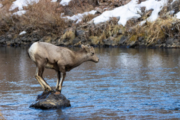 Bighorn Sheep in Waterton Canyon by the South Platte River