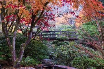 Japanese Garden Bridge with Maples