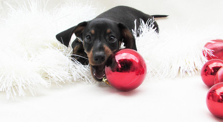 dachshund puppy looking for gifts among baubles and christmas balls