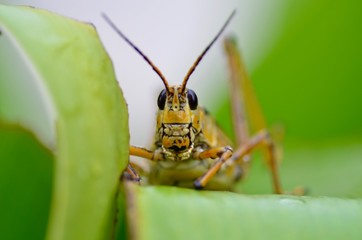 saltamontes