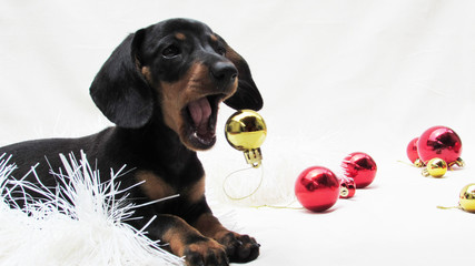  dachshund puppy playing and eating or dropping the christmas ball with other decorations on white background