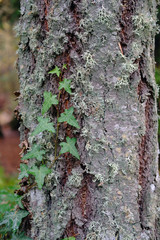 Barky Lichen Vines Vert