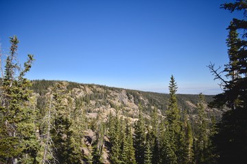 tree in the mountains