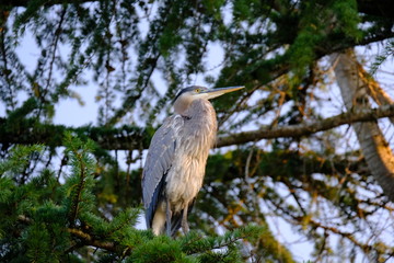 Great Blue Heron