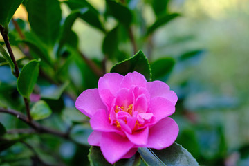 Pretty Fall Camellia 