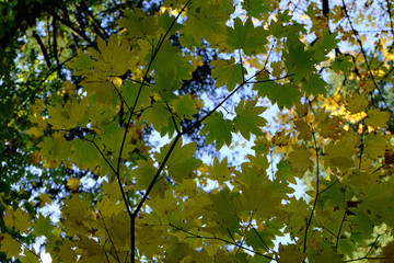 Sky Peaking Through