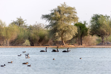 Three beautiful black swans in the lake between other birds