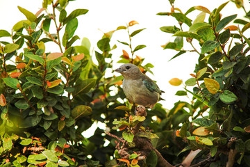 bird on a branch