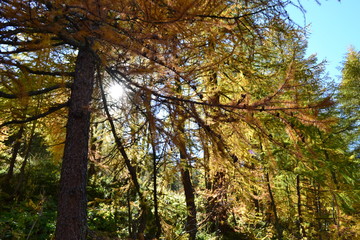 larch in autumn forest