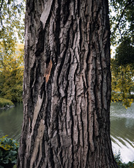 Baumstamm im Park
