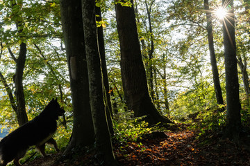Silhouette of black dog in woodland, who paying attention to an other animal in autumn. Shadow and light between trees. Mystic and like a fairytale, concept.