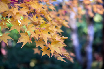 Yellow Maple Leaves