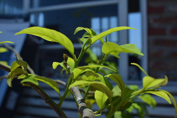 Oruga de Mariposa limonera 1